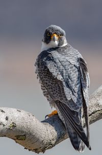 Close-up portrait of bird perching on branch