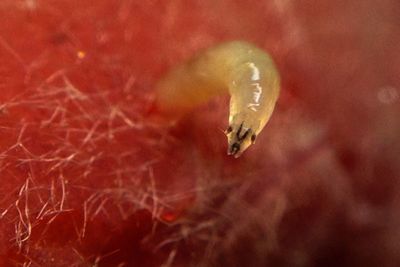 Close-up of insect on leaf