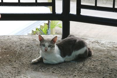 Close-up of cat