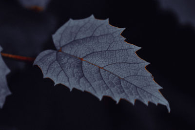 Close-up of leaf