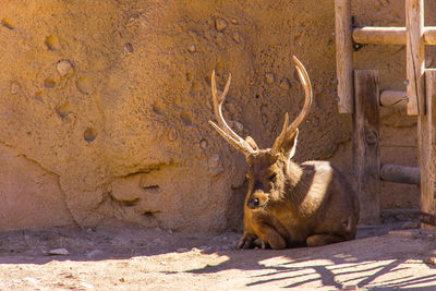 View of deer resting on land