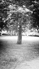 Trees growing in park