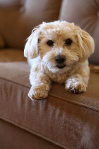 Portrait of cute puppy relaxing on sofa at home