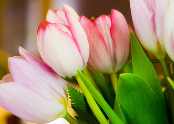 Close-up of pink tulip blooming outdoors