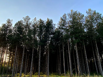 Trees growing in forest against sky