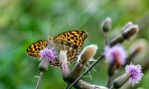 Close-up of butterfly pollinating on purple flower