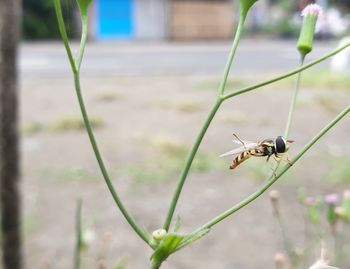 Close-up of insect on flower