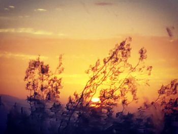 Close-up of silhouette plants against orange sky