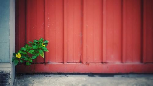 Close-up of red plant against wall