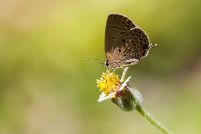 Close-up of butterfly on flower