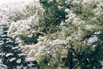 Full frame shot of tree during winter