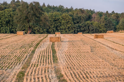 Scenic view of agricultural field against trees