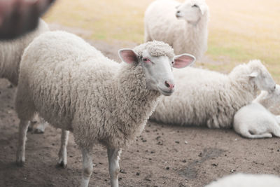 Sheep in a field