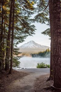 Scenic view of lake in forest