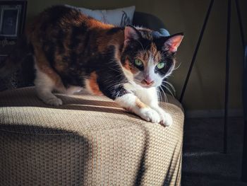 Portrait of calico cat ready to jump at home