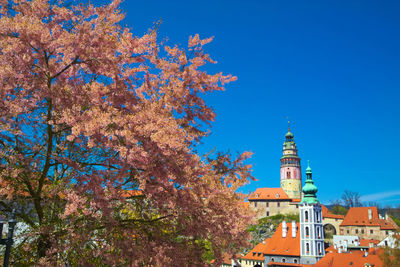 Cherry blossom with building in background