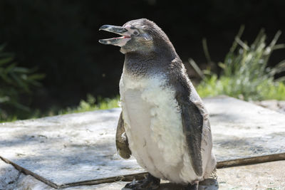 Humboldt penguin walking outdoor