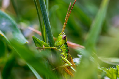 Close-up of insect on leaf