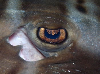 Close-up of fish in sea