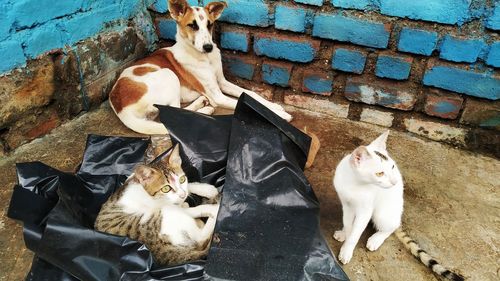 Two dogs on wall