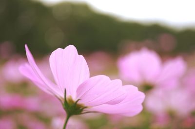 Close-up of pink cosmos flower blooming outdoors