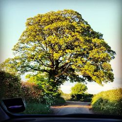 Road passing through trees