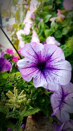 Close-up of purple flowers blooming outdoors