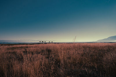Scenic view of field against clear sky