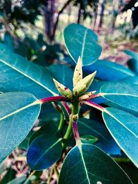 High angle view of flowering plant