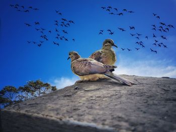 Low angle view of birds flying