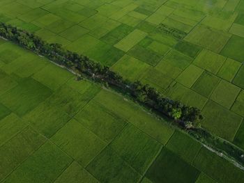 Scenic view of agricultural field