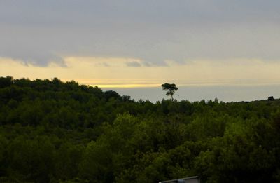 Scenic view of forest against sky during sunset