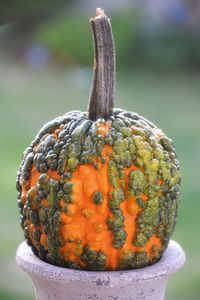 Close-up of  ornamental pumpkin
