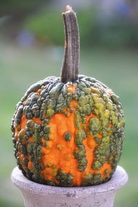 Close-up of pumpkin