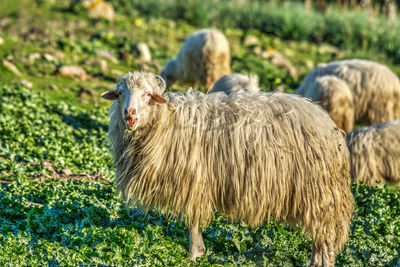 Sheep standing in a field