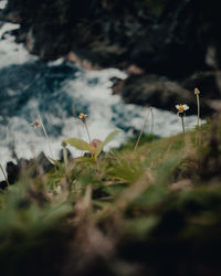 Close-up of flowering plants on field