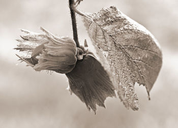 Close-up of wilted flower on plant