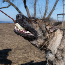 Close-up of dog