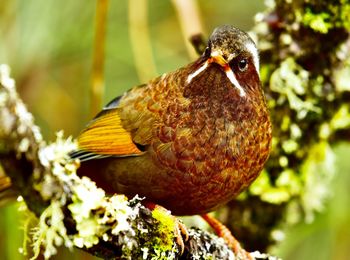 Close-up of bird perching on branch