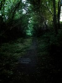 Footpath amidst trees in forest