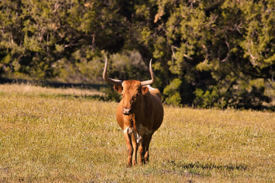 Horse standing in a field