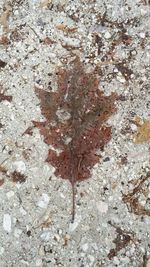 Full frame shot of leaf