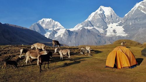 Panoramic view of a horse on field against sky