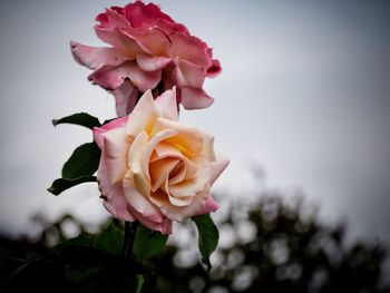 Close-up of rose plant