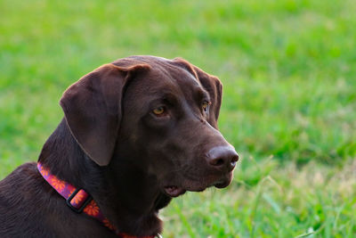 Close-up of dog on field