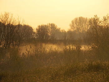 Bare trees at sunset