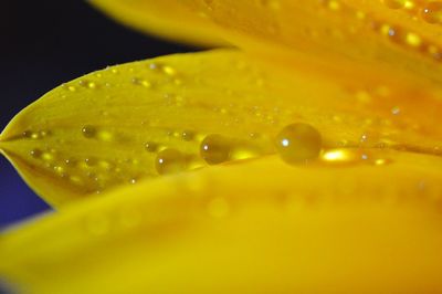 Macro shot of water lily