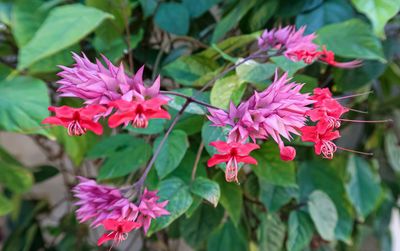 Close-up of pink flowering plants