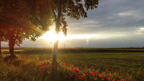 Scenic view of field against sky during sunset