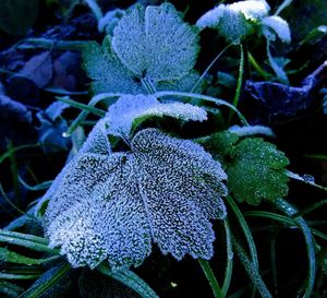 Close-up of wet plants during winter